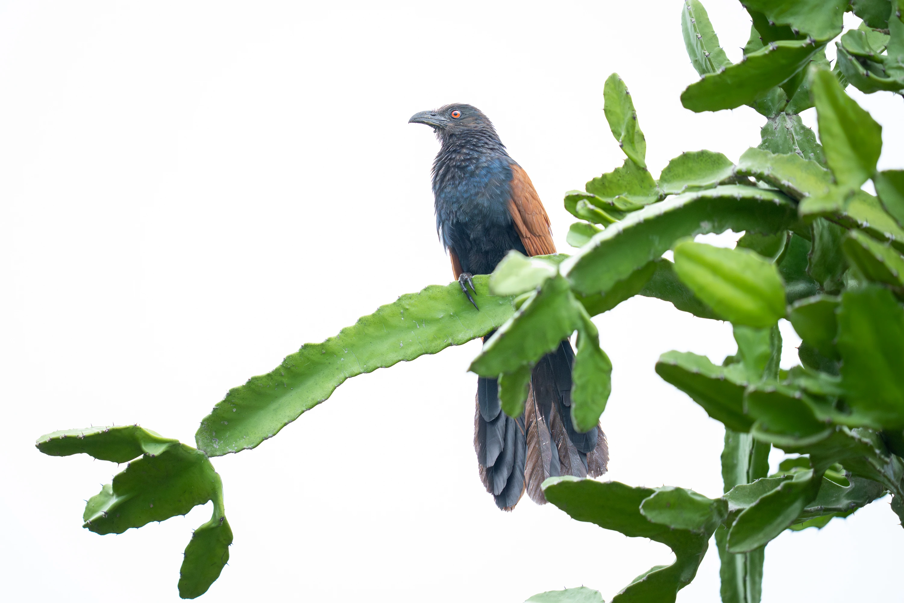 Sri Lanka Leopard Intensive gallery image 3